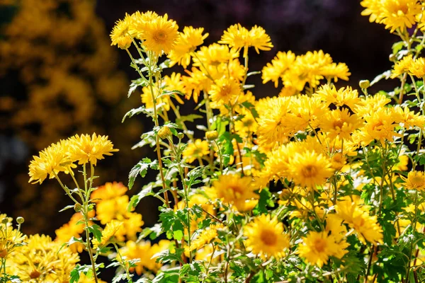 Bahçedeki Harika Sarı Kasımpatıların Yakın Görüntüsü Doğal Arka Planda Inanılmaz — Stok fotoğraf