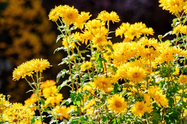 Vue Rapprochée Magnifiques Chrysanthèmes Jaunes Dans Jardin Fleurs Étonnantes Sur — Photo