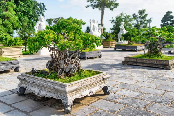 Zelené Bonsaje Rostoucí Nádvoří Linh Ung Pagoda Danang Nang Vietnam — Stock fotografie