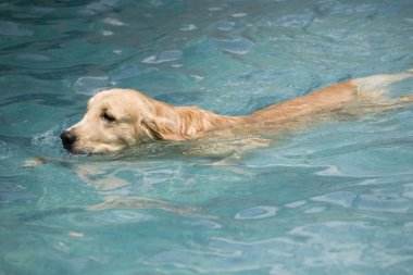 golden retriever köpek havuzda