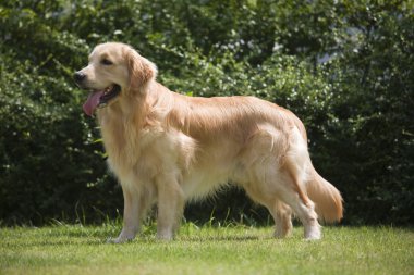 güzel golden retriever köpek ayakta