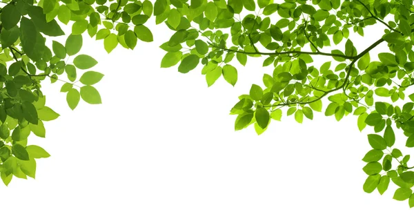 Panorâmica Folhas verdes sobre fundo branco — Fotografia de Stock