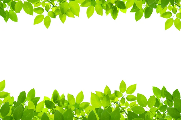 Green leaves on white background — Stock Photo, Image