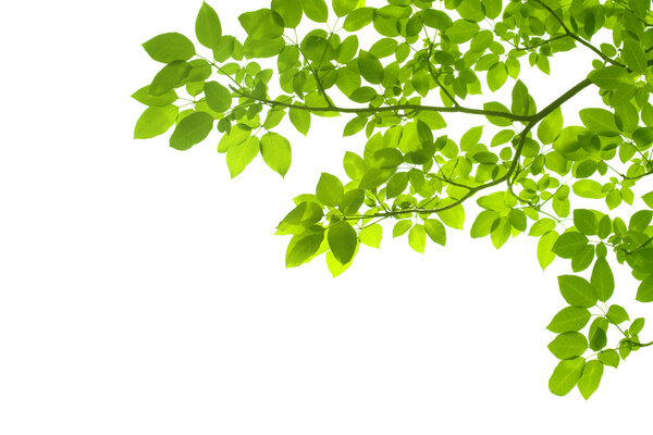 Green leaves on white background