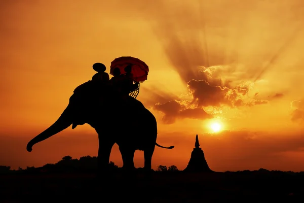 Silhouette des Elefanten mit Sonnenuntergang — Stockfoto