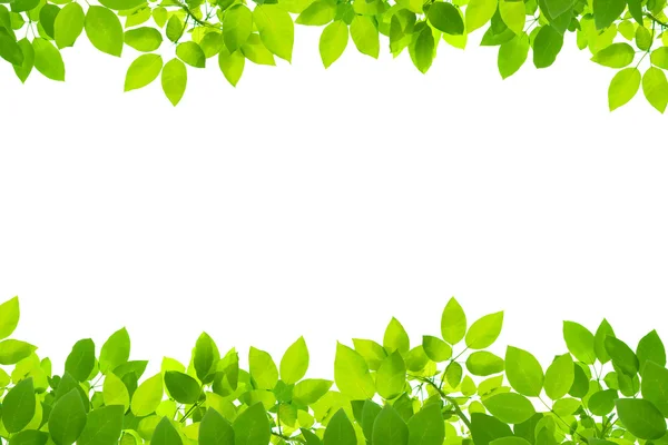 Groene bladeren op witte achtergrond Rechtenvrije Stockafbeeldingen