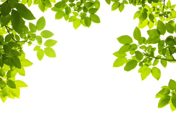 Groene bladeren achtergrond Stockafbeelding