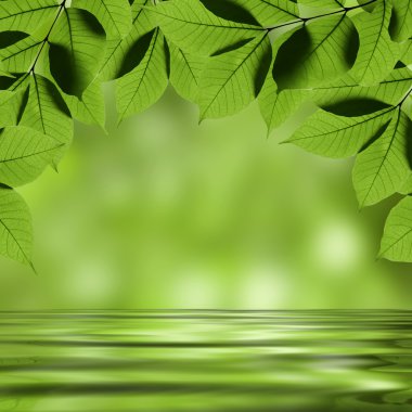 yeşil yaprakları suda yansıtan