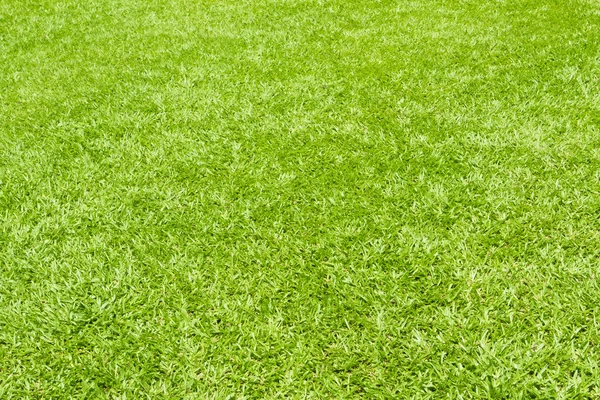 Green grass background — Stock Photo, Image