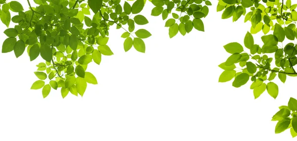 Green Leaves border