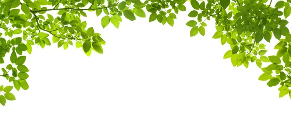 Grens groene bladeren Stockafbeelding