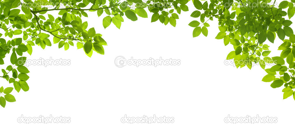 Green Leaves border