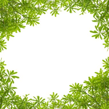 beyaz arkaplanda yeşil yapraklar 