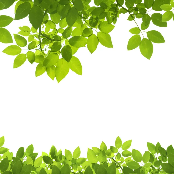 Green Leaves Border on white background