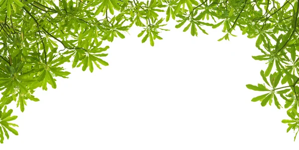 파노라마처럼 하얀 배경의 푸른 잎들 — 스톡 사진