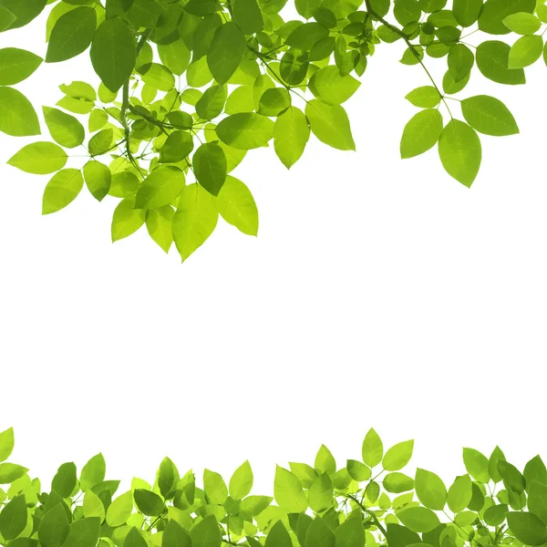 Groene bladeren grens op witte achtergrond Stockfoto