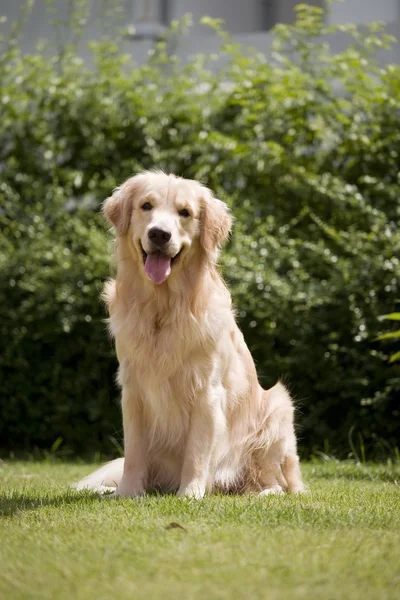 Красивая золотая ретривер собака стоит — стоковое фото