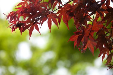 sonbahar çok sığ odak yeşil bokeh arka planda kalıyor.