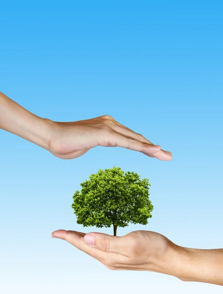 Un arbre dans les mains de l'homme sur fond bleu — Photo