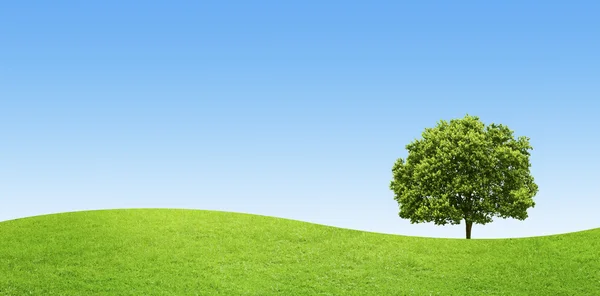 Панорама зеленого поля с большим деревом на голубом фоне неба — стоковое фото