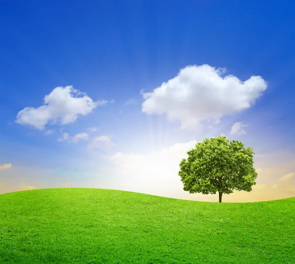 Зеленое поле с большим деревом и голубым небом — стоковое фото