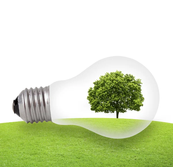 Eco käsite, vihreä puu kasvaa lamppu — kuvapankkivalokuva