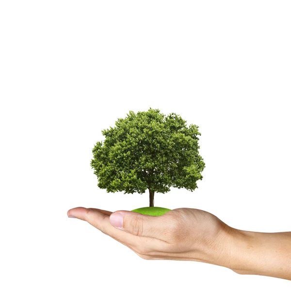 A Tree in human hands on white background — Stock Photo, Image