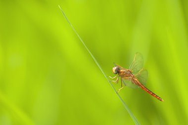 kopya alanı yeşil sığ zemin üzerine kırmızı yusufçuk