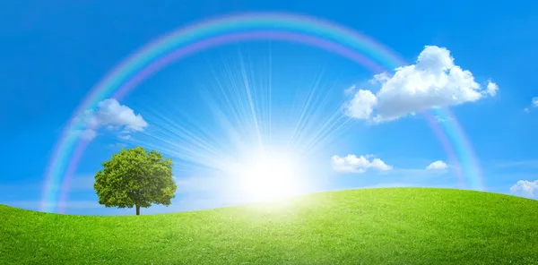 bir büyük ağaç ve gökkuşağı mavi gök yeşil alan Panoraması