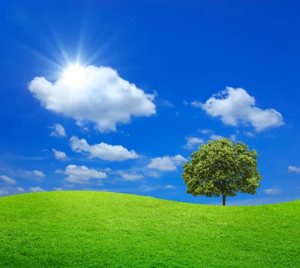 Green Field with big tree and blue sky Stock Photo