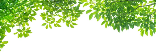 Green Leaves White Background — Stock Photo, Image