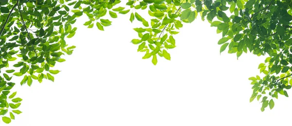 Πράσινα Φύλλα Λευκό Φόντο — Φωτογραφία Αρχείου