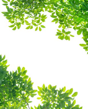 beyaz arkaplanda yeşil yapraklar izole