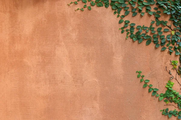 Orange Concrete Wall Background Ivy Plants — Stock Photo, Image
