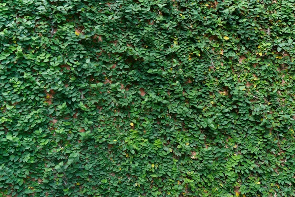 Green Leaves Background Wall Plant — Stock Photo, Image