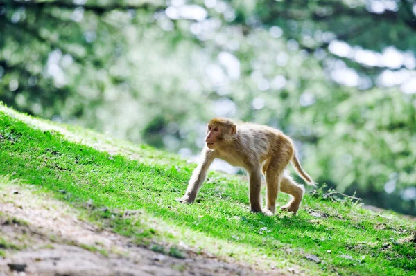 Macaque — Stock Photo, Image