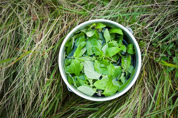 薄荷茶 — 图库照片