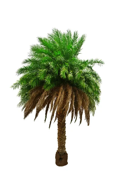 Palm — Stockfoto