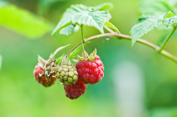 Raspberry — Stock Photo, Image