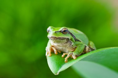 Treefrog