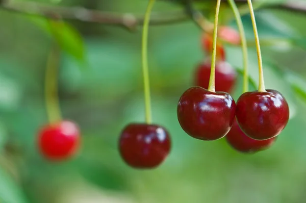 Cherry — Stock Photo, Image