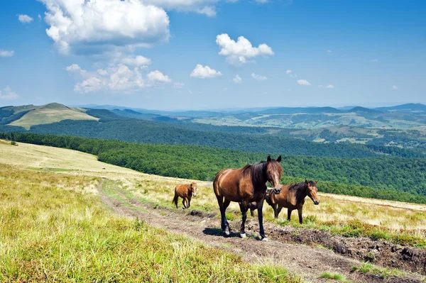 Horse — Stock Photo, Image