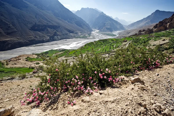 Himalayas — Stock Photo, Image