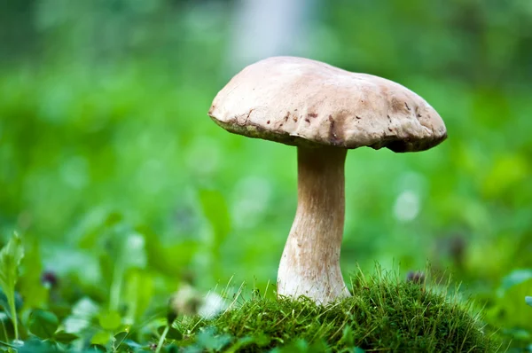 Mushroom — Stock Photo, Image