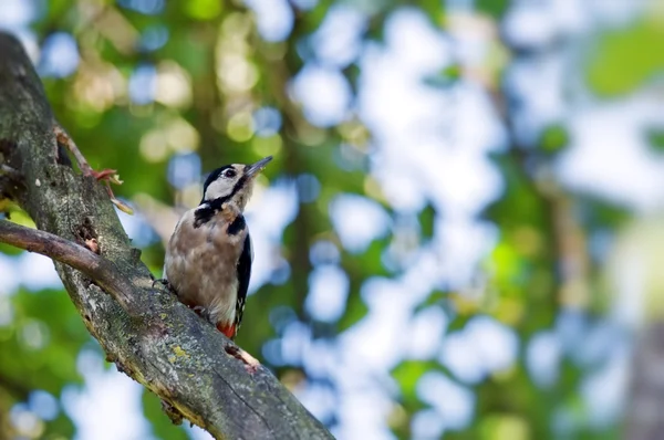 Woodpecker — Stock Photo, Image