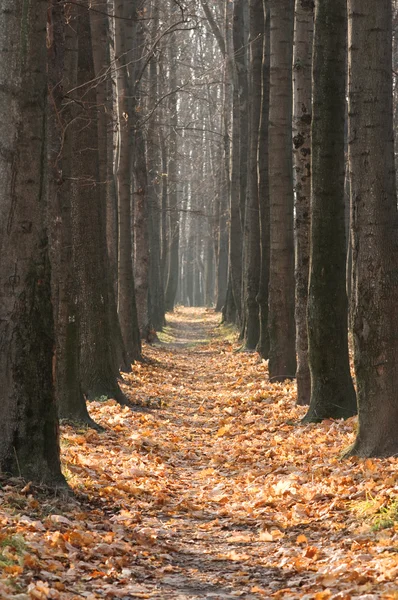 Park — Stock Photo, Image