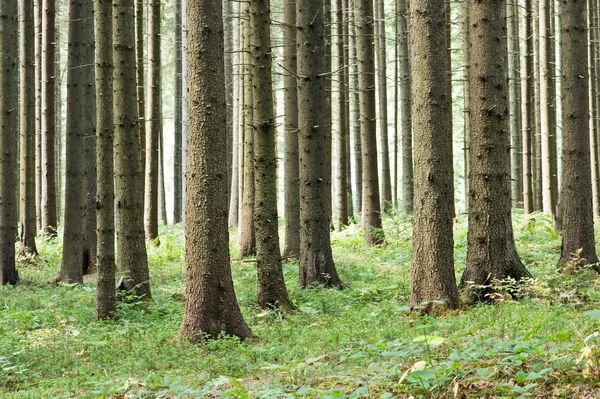 Wald — Stockfoto