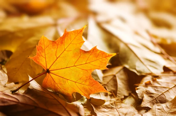 Leaves — Stock Photo, Image