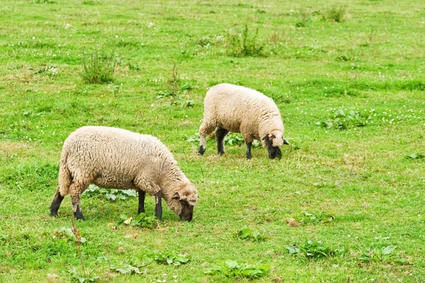 Sheeps — Stock Photo, Image