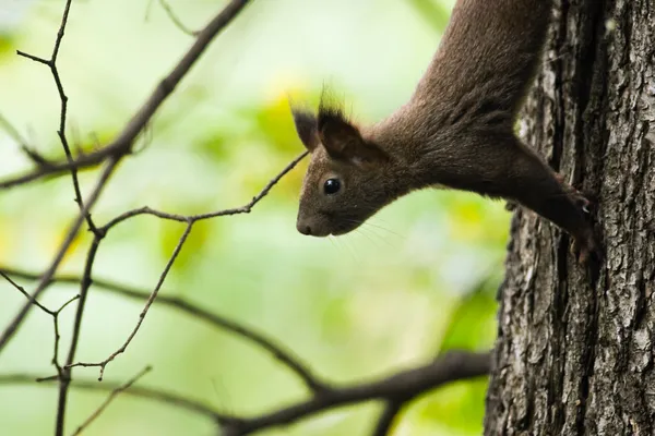 Squirrel — Stock Photo, Image